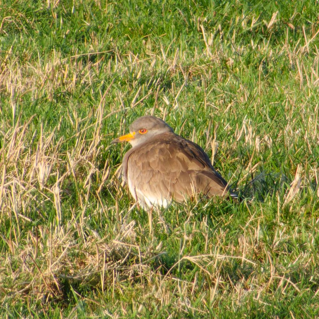 Grey-headed Lapwing